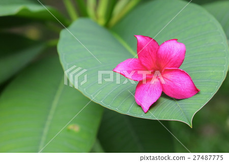plumeria flower pink or desert rose beautiful  27487775
