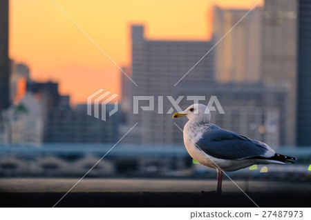 Tokyo evening landscape · Harumi (92) 27487973