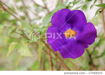 Close up flower purple Thunbergia erecta (Benth.) Close up flower purple Thunbergia erecta (Benth.) 27488435