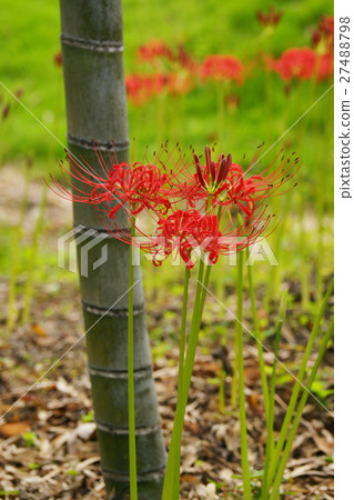 Cluster amaryllis 27488798