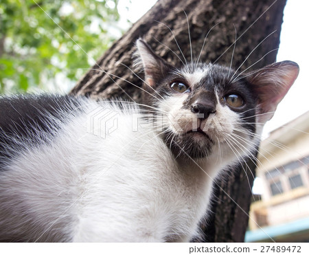 Cute kitten on the tree Cute kitten on the tree 27489472