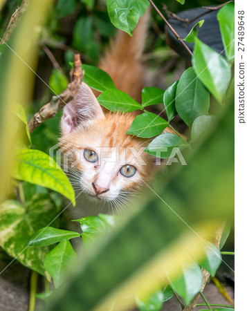 Cute brown kitten hide in garden 27489648