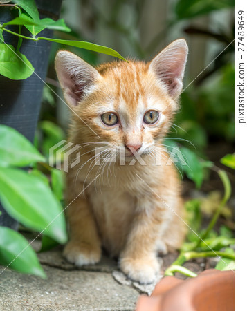 Cute brown kitten hide in garden 27489649