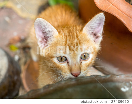 Cute brown kitten hide in garden 27489650