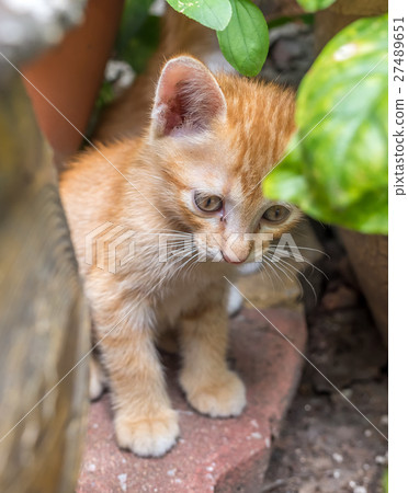 Cute brown kitten hide in garden 27489651