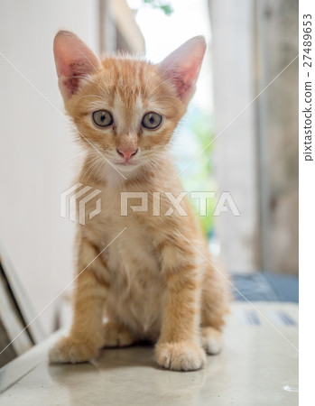 Cute brown kitten sit on outdoor backyard Cute brown kitten sit on outdoor backyard 27489653