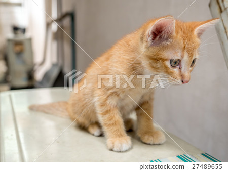 Cute brown kitten sit on outdoor backyard Cute brown kitten sit on outdoor backyard 27489655