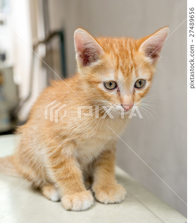 Cute brown kitten sit on outdoor backyard Cute brown kitten sit on outdoor backyard 27489656
