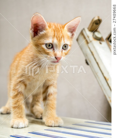 Cute brown kitten sit on outdoor backyard 27489668