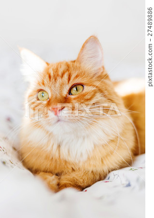 Cute ginger cat lying in bed.  27489886