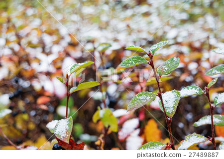 Autumn natural background with colorful leaves  27489887