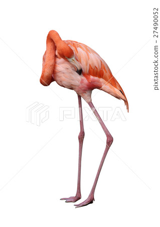 Flamingo  27490052