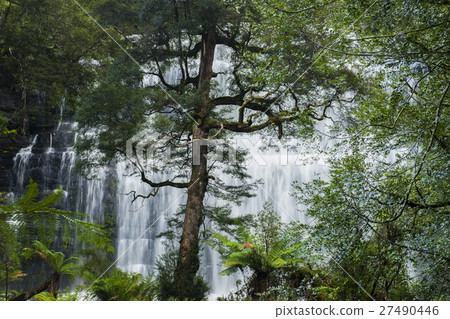 Russel Falls in Mount Field National Park. Russel Falls in Mount Field National Park. 27490446