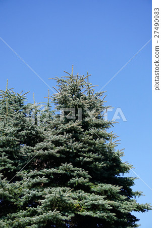 Montana pine tree shining in the blue sky 27490983