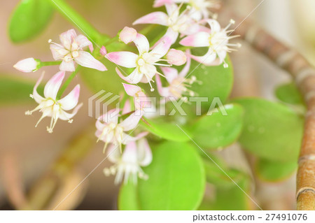 Flower of canemenaruki 27491076