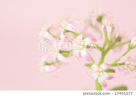 Canemenaruki花 27491077