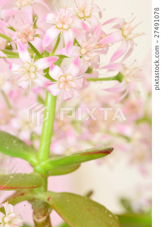 Canemenaruki花 27491078