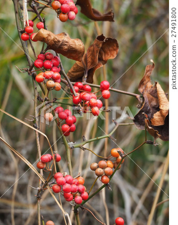 Sartori Ubara Sartori Ubara 27491800