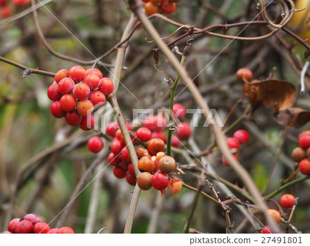 Sartori Ubara Sartori Ubara 27491801