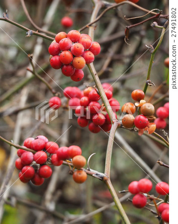 Sartori Ubara 27491802