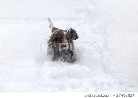 english cocker spaniel dog playing in fresh snow english cocker spaniel dog playing in fresh snow 27492024