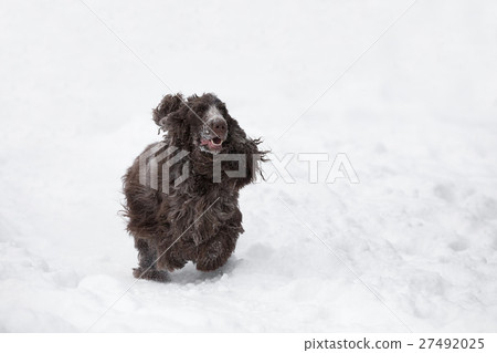 english cocker spaniel dog playing in fresh snow 27492025