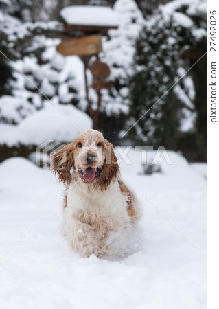 english cocker spaniel dog playing in fresh snow 27492026