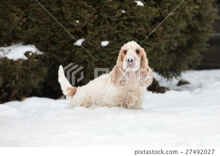 english cocker spaniel dog playing in fresh snow english cocker spaniel dog playing in fresh snow 27492027