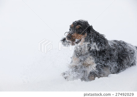 english cocker spaniel dog playing in fresh snow 27492029