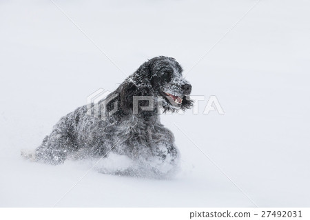 english cocker spaniel dog playing in fresh snow 27492031