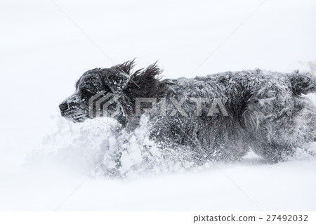 english cocker spaniel dog playing in fresh snow 27492032