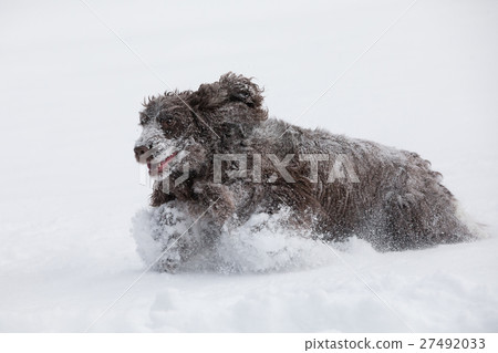 english cocker spaniel dog playing in fresh snow english cocker spaniel dog playing in fresh snow 27492033