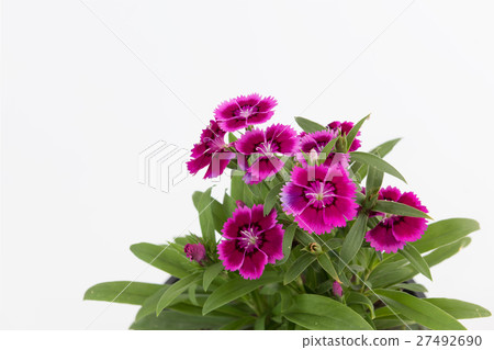 Beautiful Dianthus Chinensis Flowers in black pot Beautiful Dianthus Chinensis Flowers in black pot 27492690