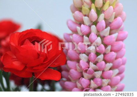 Lupinas and Ranunculus 27492835