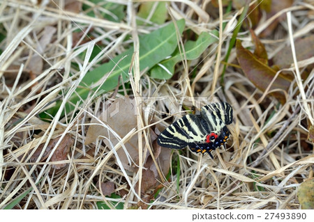 出苗後立即新鮮個體。將屍體加熱到枯葉上方。 27493890