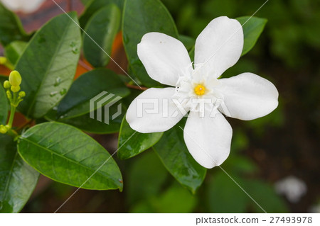 Cosmetic Bark Tree or Inda, Orange Jessamine Cosmetic Bark Tree or Inda, Orange Jessamine 27493978
