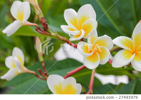 plumeria flower desert rose white beautiful plumeria flower desert rose white beautiful 27493979