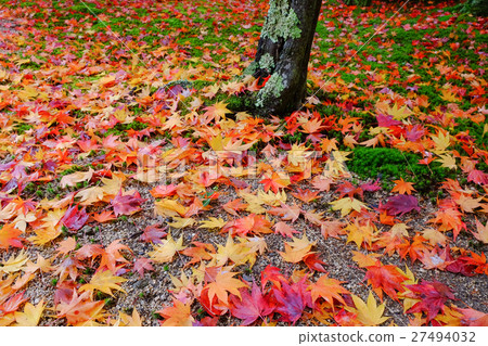 Deciduous leaves 3 27494032