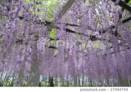 Wisteria of Shinata Shrine Wisteria of Shinata Shrine 27494749