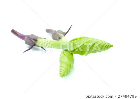 Moonflower on white background. Moonflower on white background. 27494799