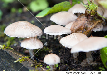 Porcelain fungus, or beech tuft 27494810
