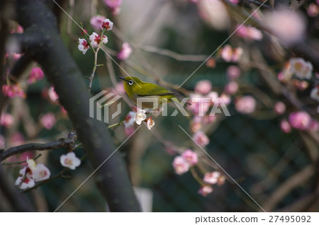 Plum and mezzo 27495092