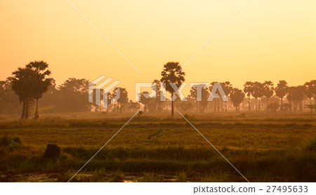 Sugar palm and rice filed at sunset  27495633