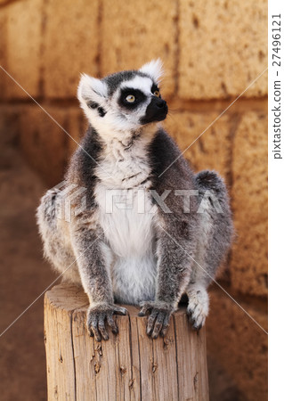 Ring-tailed lemur monkey Ring-tailed lemur monkey 27496121