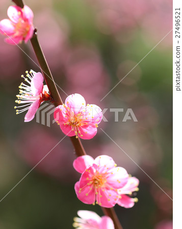 Ume Pink Flower 27496521