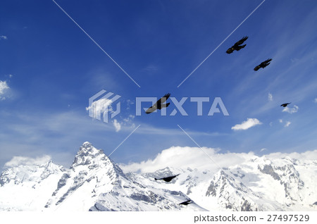 Flock of Alpine Chough flying in winter s 27497529