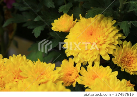 chrysanthemum 27497619
