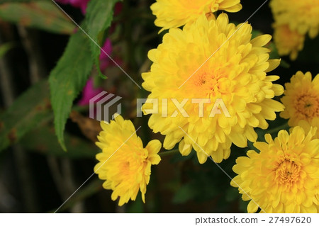 chrysanthemum 27497620