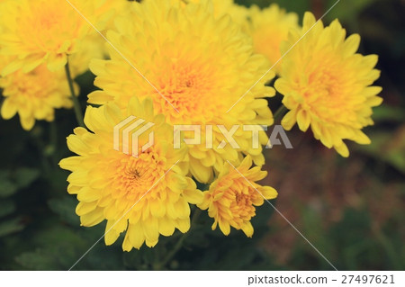 chrysanthemum 27497621