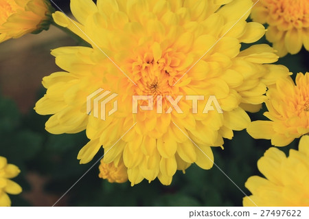 chrysanthemum 27497622